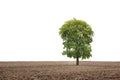 Big tree in field isolated Royalty Free Stock Photo