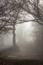 the big tree in the fog Royalty Free Stock Photo