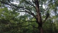 Big tree in the forest, dense forest