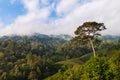 Big tree in forest with fog and cloudy sky Royalty Free Stock Photo