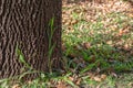 Big tree with fractal pattern bark close up, green grass helms a