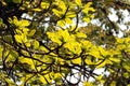 The big tree with fresh green leaves on branch on blue sky background