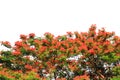 A big tree full of red flowers isolated on white background with clipping path.Selection focus Royalty Free Stock Photo