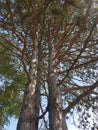 Big Tree in the garden at Heusenstamm in Germany