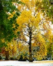 Golden yellow autumn leaves on trees after snowfall