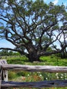 The Big Tree at Goose Island State Park, Texas