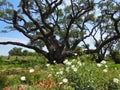 The Big Tree at Goose Island State Park, Texas