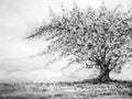 Big tree in grass field and sky, watercolor painting on paper hand drawn