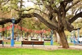 Public park with trees and benches, sunny spring day Royalty Free Stock Photo