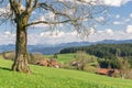 Big tree on green hill, blue sky, clouds and mountains Royalty Free Stock Photo