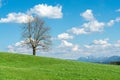 Big tree on green hill, blue sky, clouds and mountains Royalty Free Stock Photo