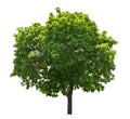 Big tree green leaf isolate on white Royalty Free Stock Photo