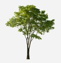 Big tree green leaf isolate on white Royalty Free Stock Photo