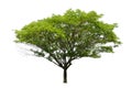 Big tree green leaf isolate on white Royalty Free Stock Photo