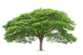 big tree and green leaf isolate on white Royalty Free Stock Photo