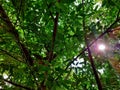 Big tree, green leaf peak, amazing boardwalk Upwards tree shot. Royalty Free Stock Photo