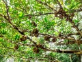 Big tree, green leaf peak, amazing boardwalk Upwards tree shot. Royalty Free Stock Photo