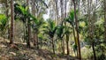 Big tree, green leaf peak. Royalty Free Stock Photo