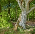 Big tree, green leafs and grass in nature of natural oak trunks and branches for sustainability, agriculture or life Royalty Free Stock Photo