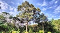 a big tree with green leaves in the white and bright sun, the sky is bright blue Royalty Free Stock Photo