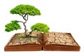 The big tree growth from a book Royalty Free Stock Photo