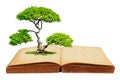 The big tree growth from a book Royalty Free Stock Photo