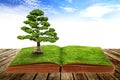 The big tree growth from a book Royalty Free Stock Photo