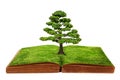 The big tree growth from a book isolated Royalty Free Stock Photo
