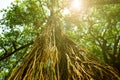 Big Tree with Hanging Prop Roots