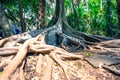 Big tree have buttress root Royalty Free Stock Photo