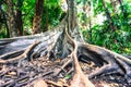 Big tree have buttress root Royalty Free Stock Photo