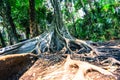 Big tree have buttress root Royalty Free Stock Photo