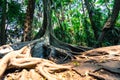 Big tree have buttress root Royalty Free Stock Photo