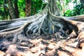 Big tree have buttress root Royalty Free Stock Photo