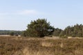 Big tree in heather field Royalty Free Stock Photo