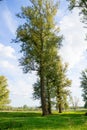 A big tree. High poplar on a green lawn