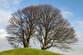 Big tree on the hill Royalty Free Stock Photo