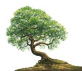 A big tree on hill illustration Royalty Free Stock Photo