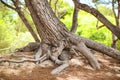Big tree with huge roots spreading around it Royalty Free Stock Photo