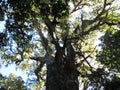 Big Tree in Indigenous African forest, Hogsback Royalty Free Stock Photo