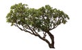 Big tree isolate with clipping path on white Royalty Free Stock Photo