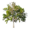 big tree isolate on white Royalty Free Stock Photo