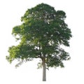 big tree isolate on white Royalty Free Stock Photo