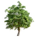 big tree isolate on white Royalty Free Stock Photo