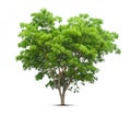 big tree isolate on white Royalty Free Stock Photo