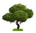 Big tree isolate on white background Royalty Free Stock Photo