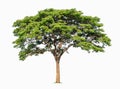 big tree isolate on white background Royalty Free Stock Photo