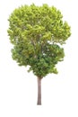 Big tree isolate on white background,clipping path. Royalty Free Stock Photo