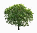 Big tree isolate on white Royalty Free Stock Photo