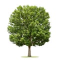 big tree isolate on white Royalty Free Stock Photo